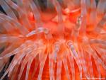 Anemone_Tentacles
