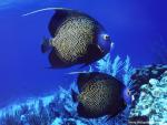 Angelfish