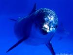 ocean-life-478
