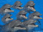 ocean-life-479