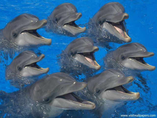 ocean-life-479