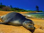 ocean-life-484