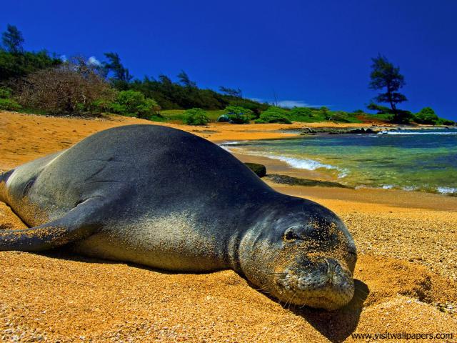 ocean-life-484
