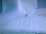 Adelie_Penguins_02