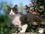 Backyard_Explorer