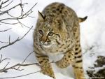 cat_254