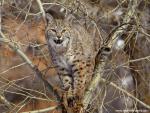 cat_255