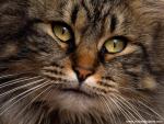 Contemplative_Kitty