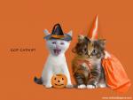 Got_Catnip