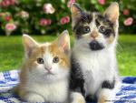 Littermates