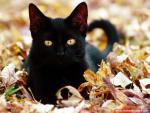Majestic_Eyes
