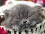 Naptime_for_Kitten