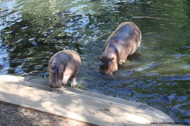 koratzoo_001