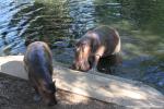 koratzoo_002