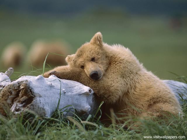 A_Comfy_Place