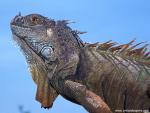 Adult_Green_Iguana