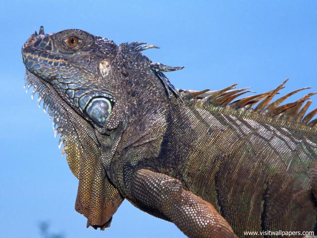 Adult_Green_Iguana