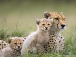Cheetah_06
