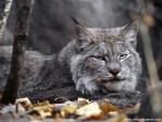 Canada_Lynx_02