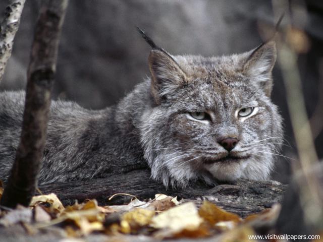Canada_Lynx_02