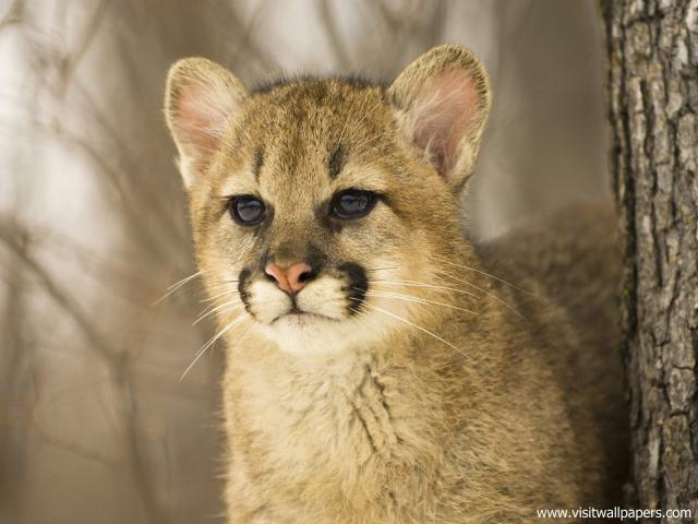Cougar_Cub
