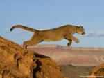 Lion_35