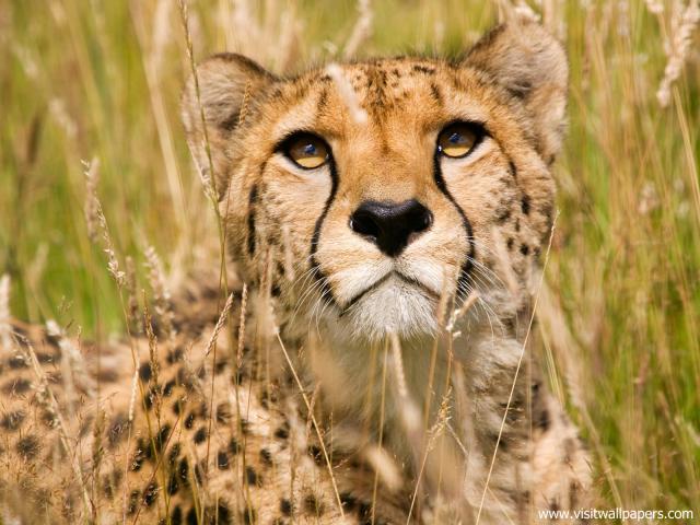 Cheetah_11