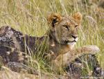 Lion_36