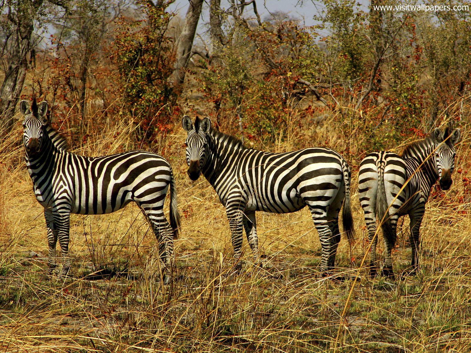 Animals_387