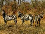 Animals_387