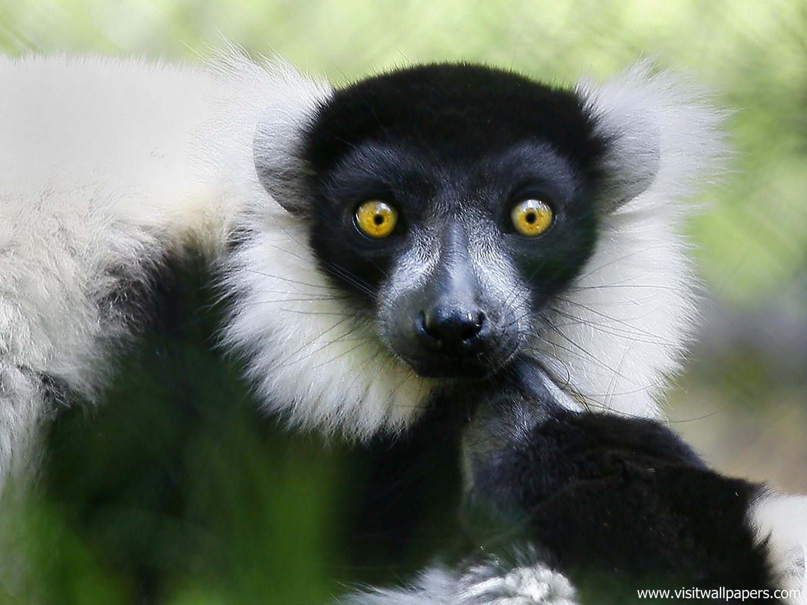 Animals_389