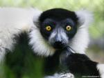 Animals_389