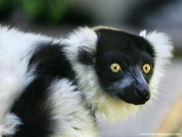 Animals_392