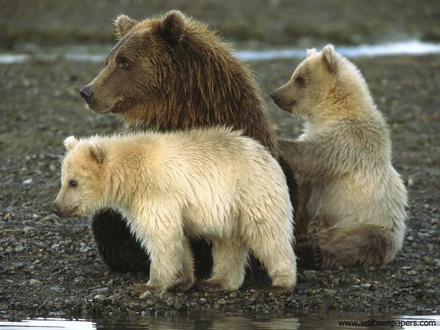 Animals_393