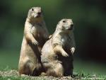 Animals_397