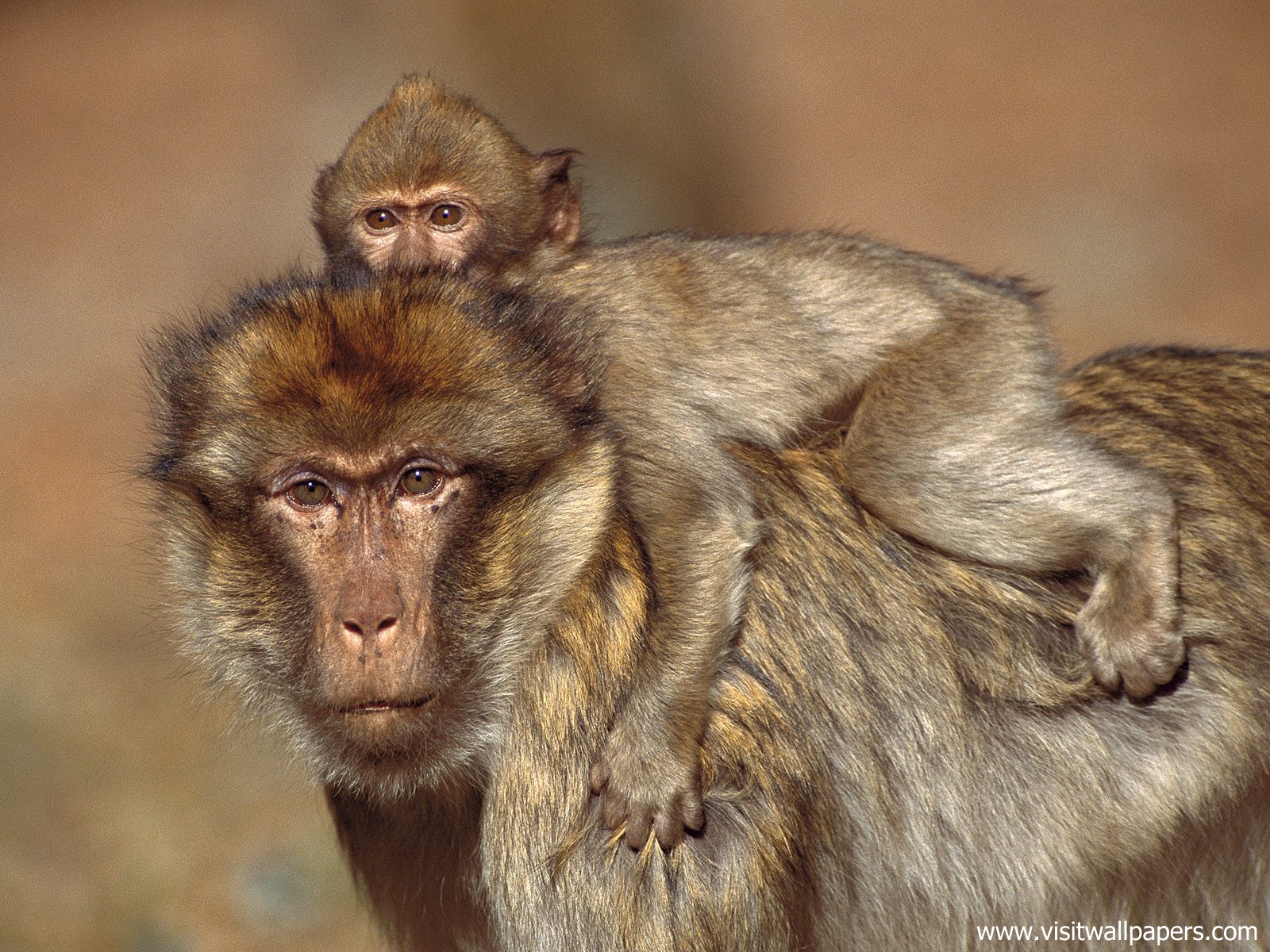 Animals_398