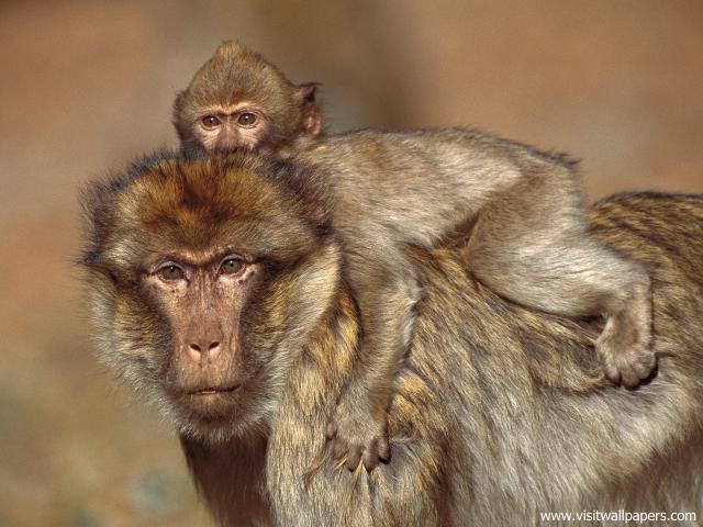 Animals_398