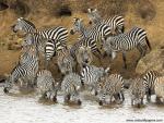 Animals_399