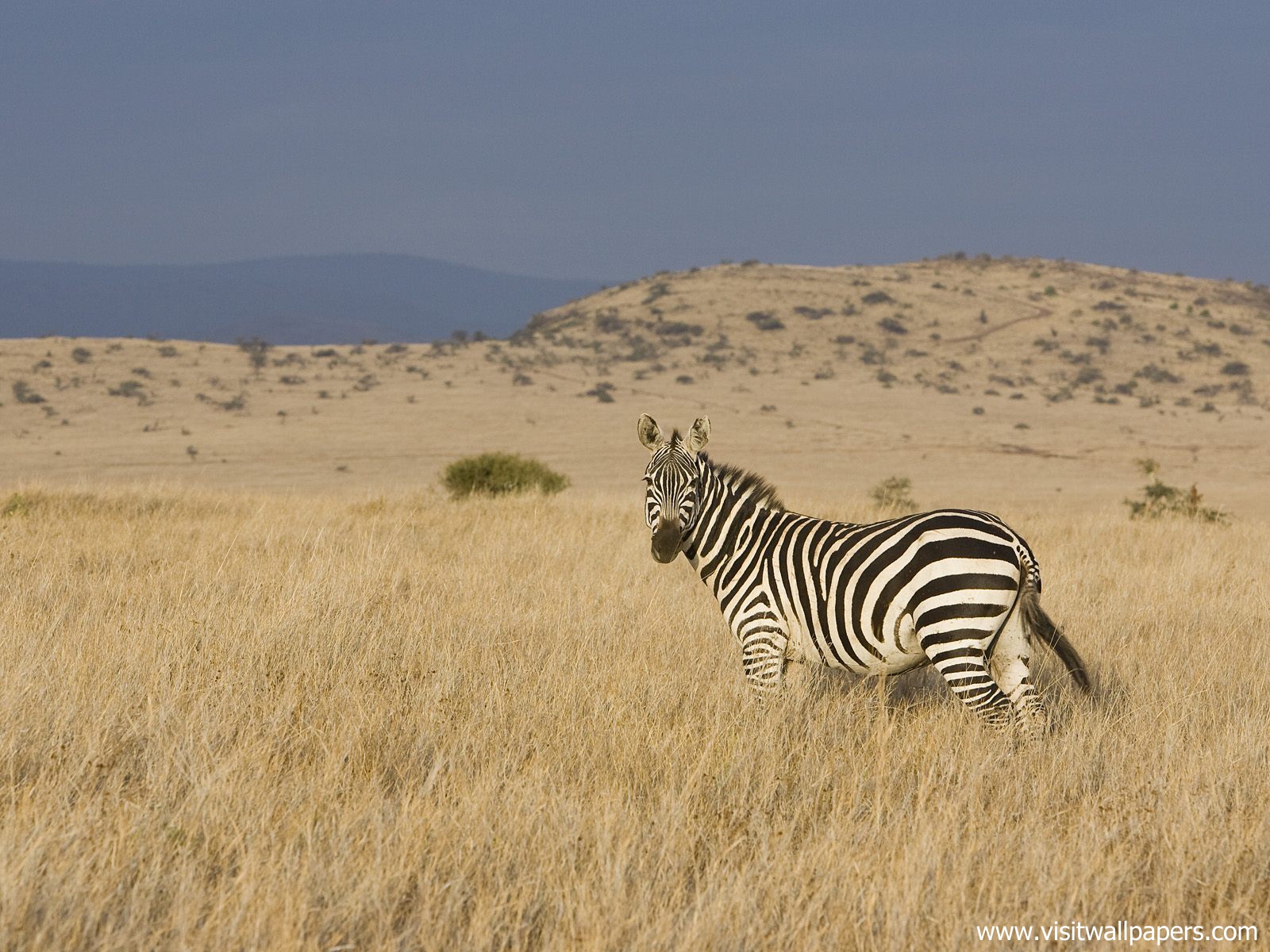 Animals_400