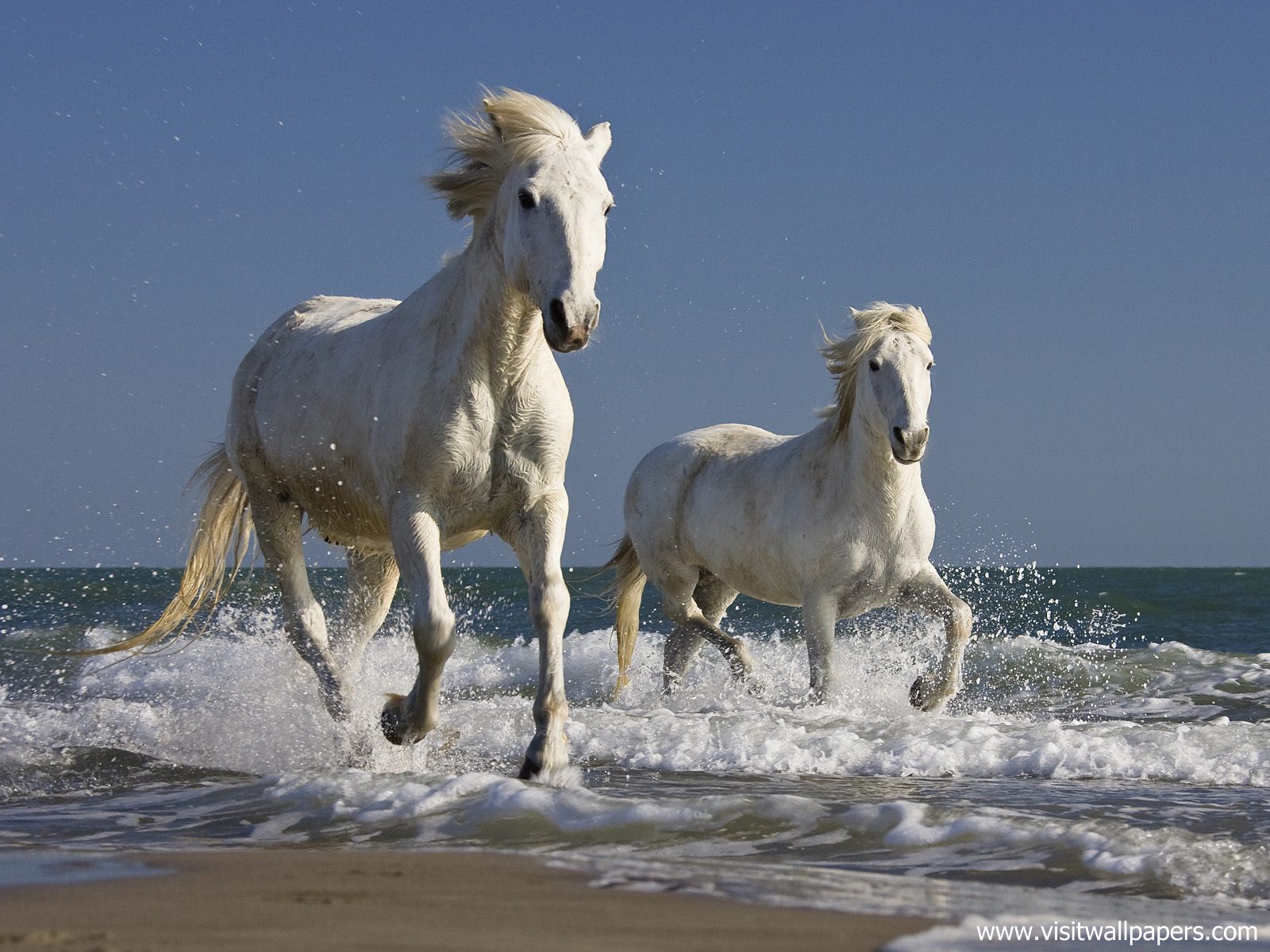 Animals_401
