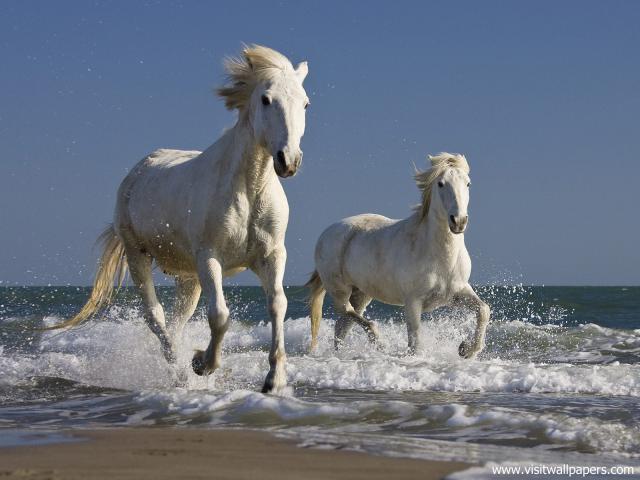 Animals_401