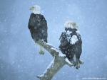 Birds_145