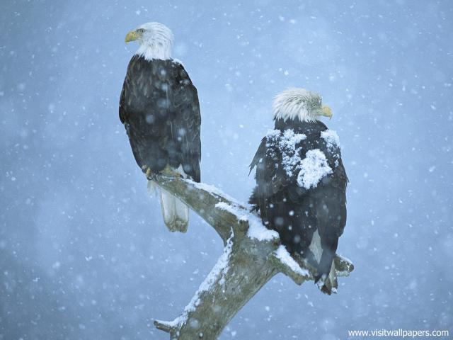 Birds_145