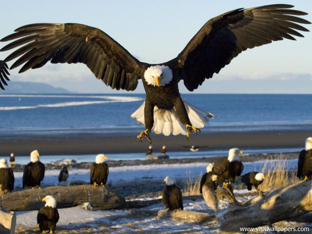 Birds_147