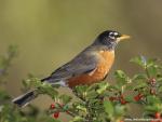 Birds_148