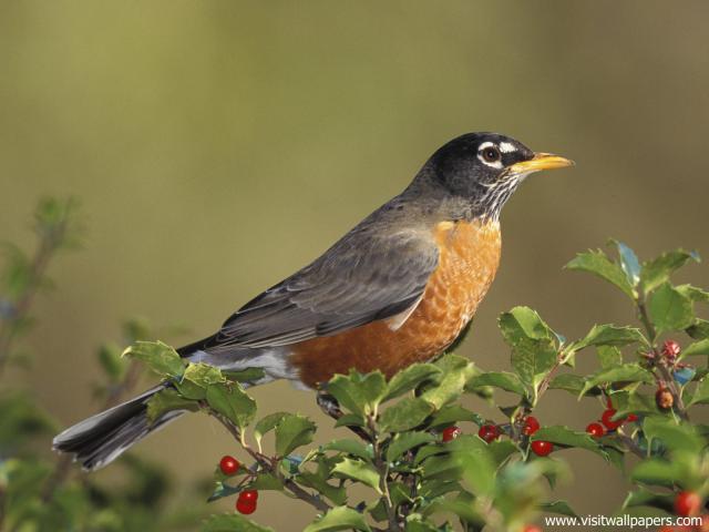 Birds_148