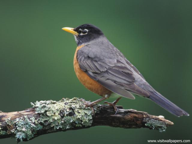 Birds_149