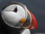 Birds_151