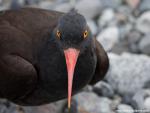 Birds_154