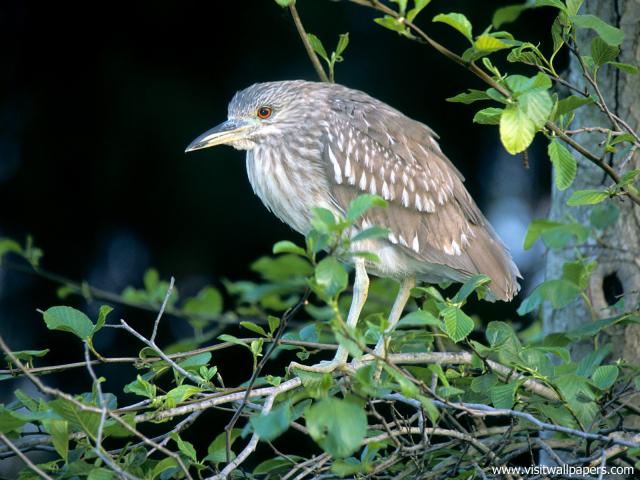 Birds_155